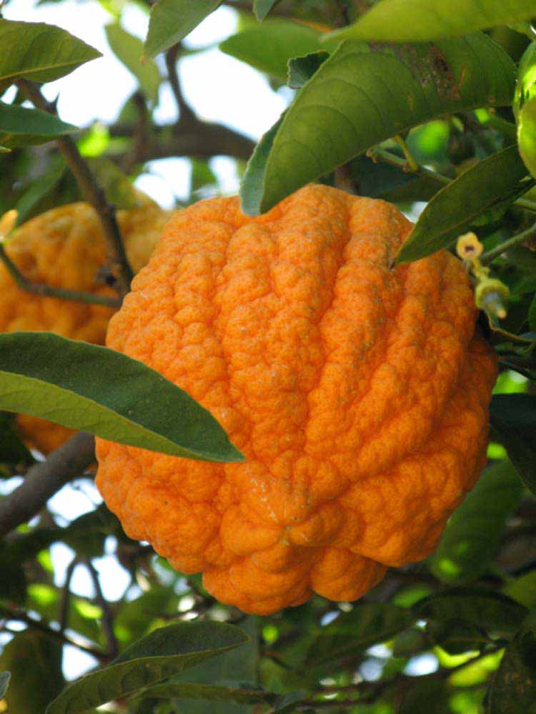            Fruit (Riverside, CA)   